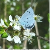 celas argiolus imago2 don